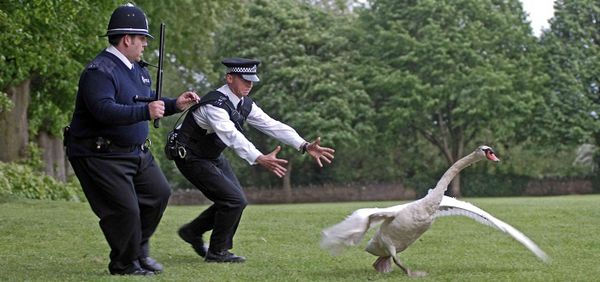 12-hot fuzz