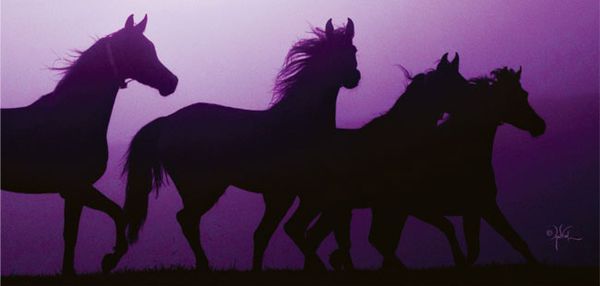 chevaux-fond-violet.jpg
