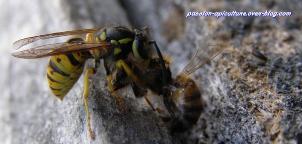 Guêpe dévorant une abeille (3)