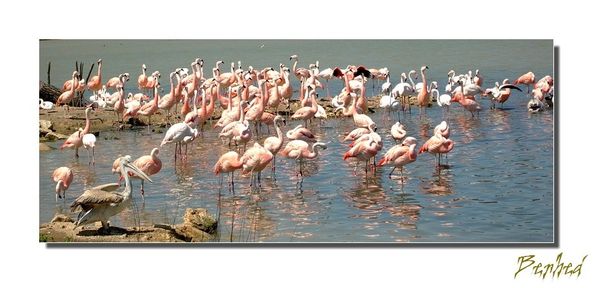 flamants.jpg