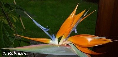 stre-nov-09-01.jpg