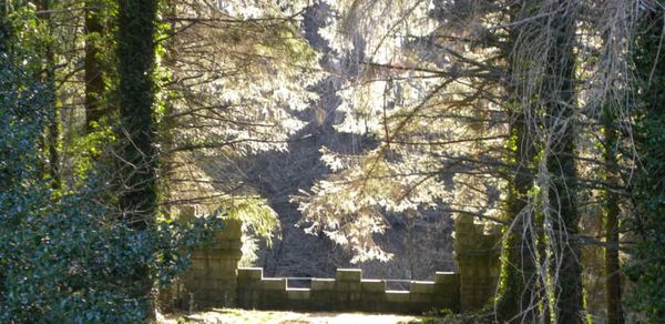 foret.jpg