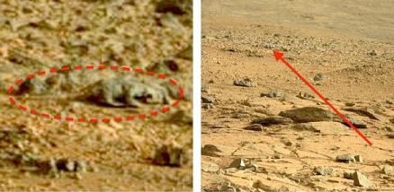 On a pris une photo d'un lézard sur la planète MARS ?
