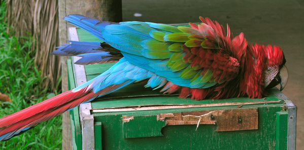 Bresil Bonito Reserva Ecol Baia BonitaARA fou