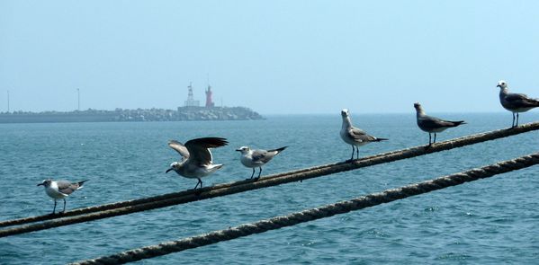 mouette-veracruz.JPG
