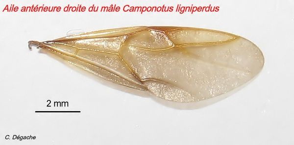 Aile antérieure droite du mâle Camponotus ligniperdus