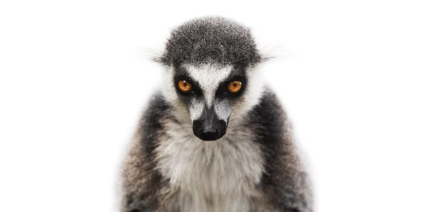 Portrait Lemur Morten Koldby