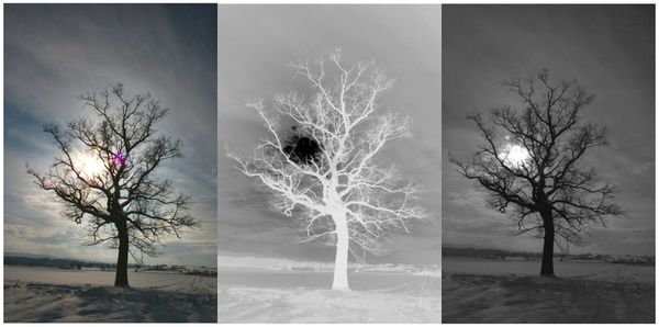 un-arbre.jpg