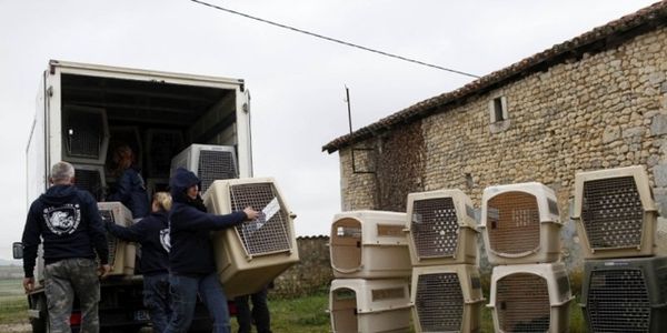 4le-29-mars-dernier-deja-20-chiens-avaient-ete-pris-par-le