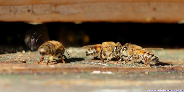 Communication des abeilles entre-elles (1)