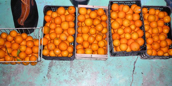 Agrumes oranges 2009 (4)