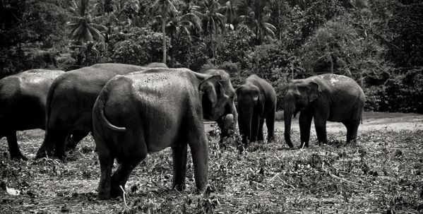 Sri Lanka J05 2 Elephant09