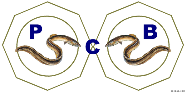 anguille-pcb.PNG