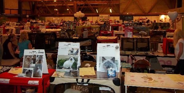 chat villeneuve dascq