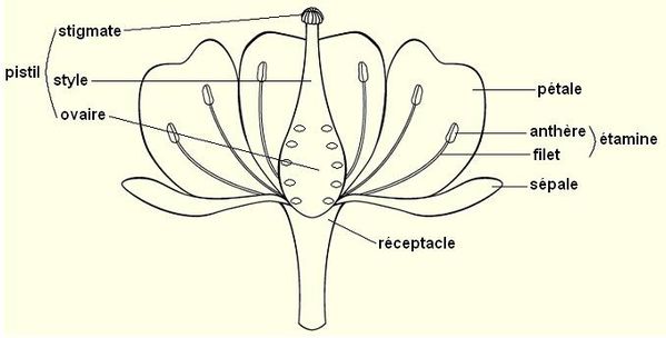 Anatomie fleur