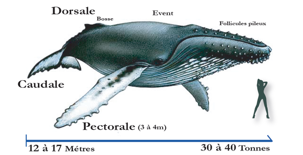 schéma baleine