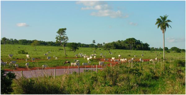 Bresil Pantanal S Rte troupeaux blancs bovins4