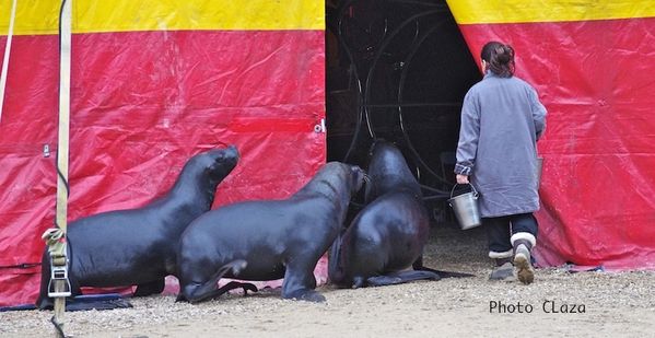 cirque-Otaries-copie-1.jpg
