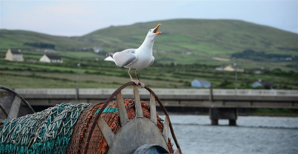 Balade-irlandaise-39.JPG