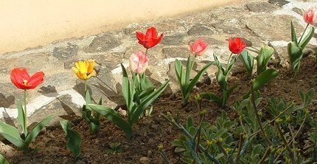 tulipes 2012