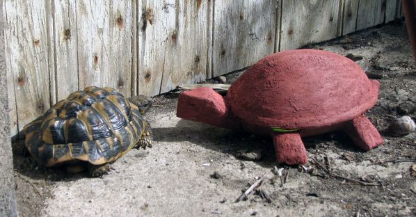 modelage tortue en terre herman et bernadette