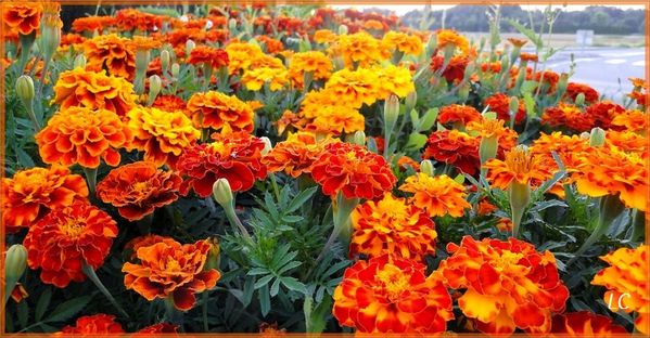 Fleurs de fin d\u0027été, début d\u0027automne , La nature en