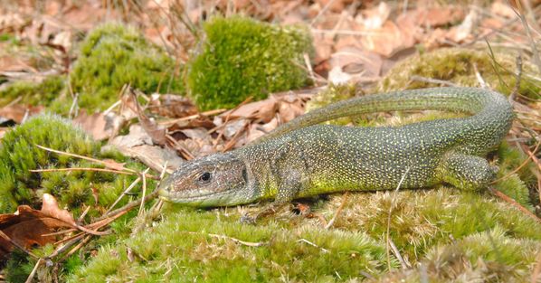 Rencontres animalieres en foret de fontainebleau