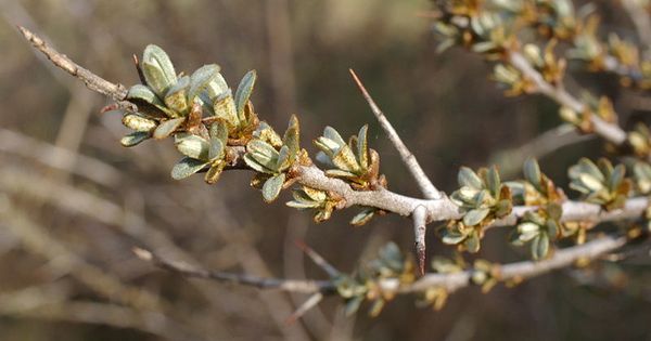 Hippophae rhamnoides female flowers