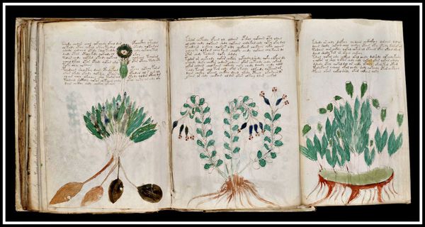 manuscrisul-lui-voynich-2.jpg