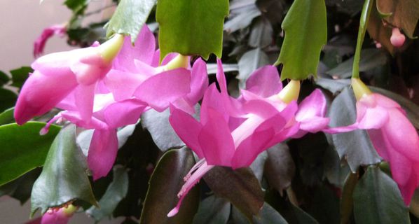 schlumbergera---fleurs.jpg