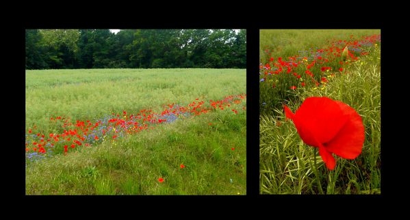 champs coquelicots