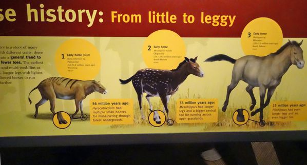 Chicago-Field-Museum-cheval.jpg