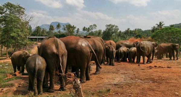 Sri Lanka J05 2 Elephant08