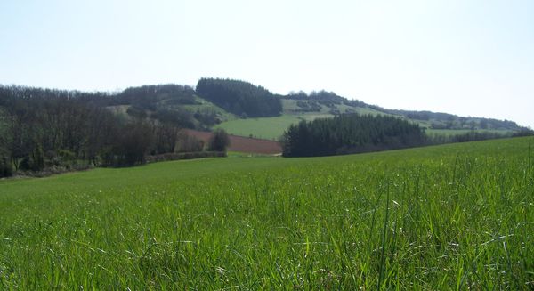 Balade du 1er avril 2012 - J'adore ce paysage du beaujolais
