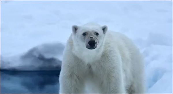 To-the-Arctic-3D-photo-2.jpg