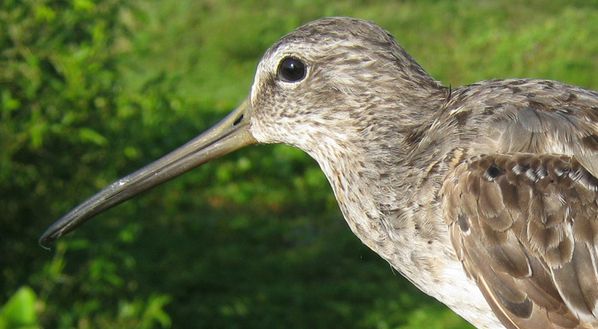 Bécassin roux Limnodromus griseus