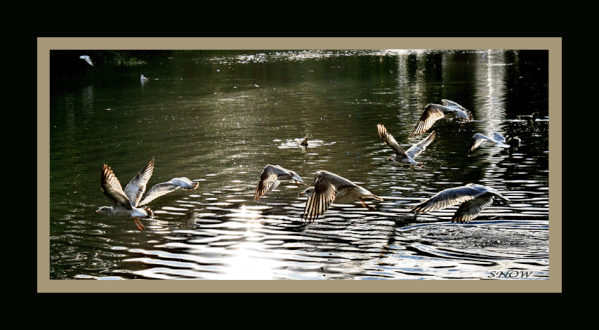 images-3-5229--Goelands2-copie.gif
