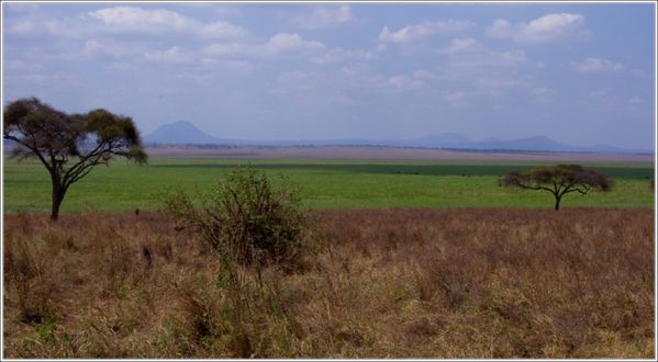 la faune de tarangire