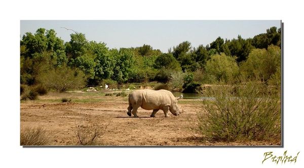 rhinoceros.jpg