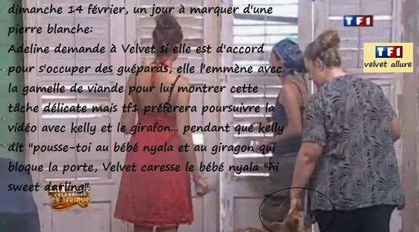 dimanche-1402-1-guepards.jpg