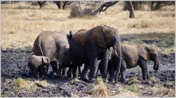 elephant dans la boue du tarangire