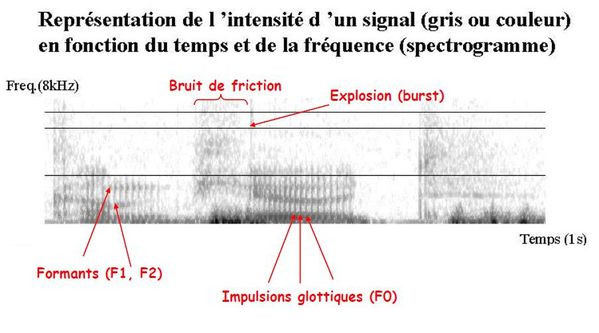 Spectrograme-de-la-Parole.JPG