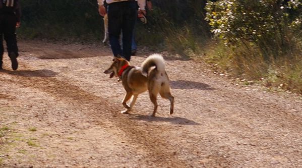 rencontre shiba