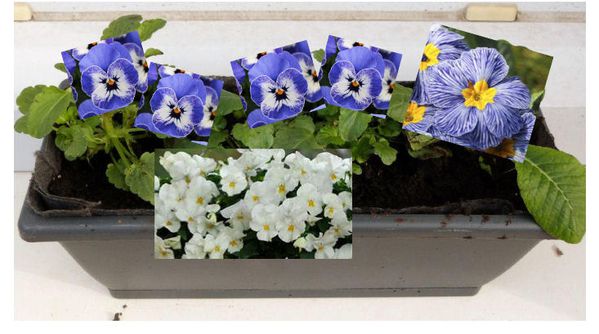 jardiniere-hiver-2013---photo-montage-floraisons.jpg
