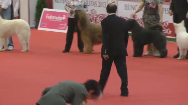 WDG2013-briard1.JPG