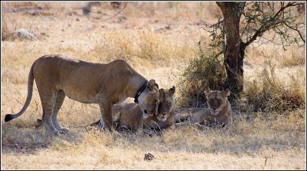 Lionnes du Serengeti