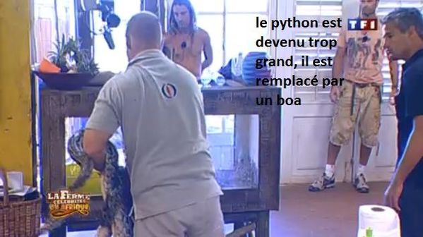 boa-python.jpg