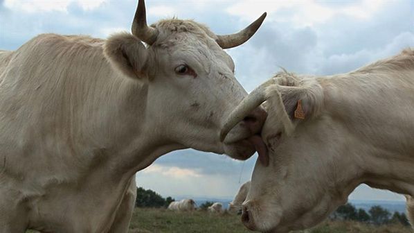 bovines-photo-1.jpg
