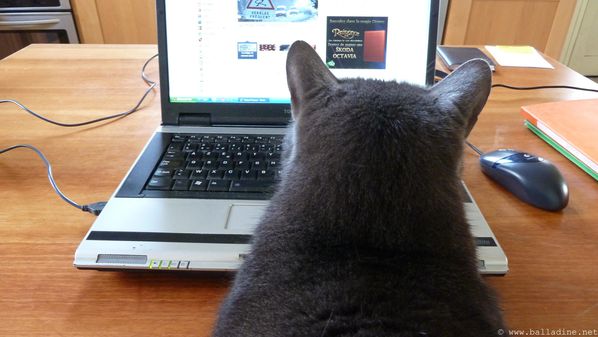 Cosmocat