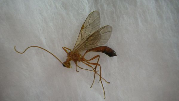 Hymenoptere.JPG